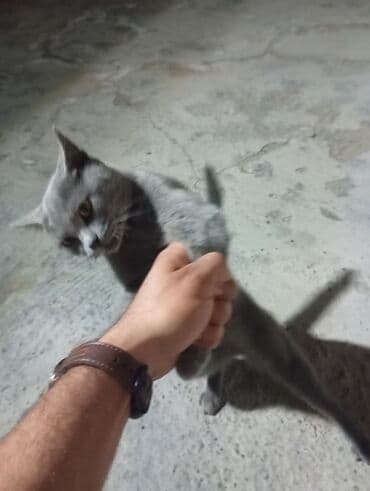 русская голубая кошка цена: Rus mavi, Yaxşı əllərə — 4