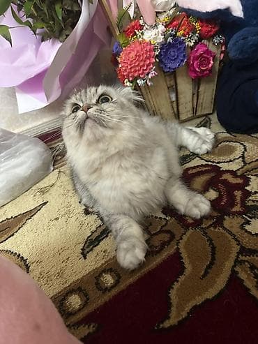 pişik sortları: Şotland yastı qulaq — 3