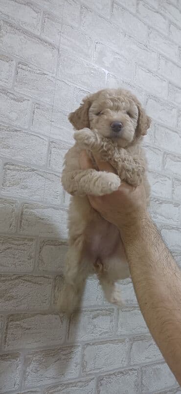 heyvan sahiblenme: Pudel, 2 ay, Dişi, Peyvəndli, Ödənişli çatdırılma — 2