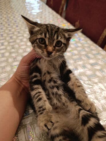 где можно купить котенка: Tabbi, Yaxşı əllərə — 3