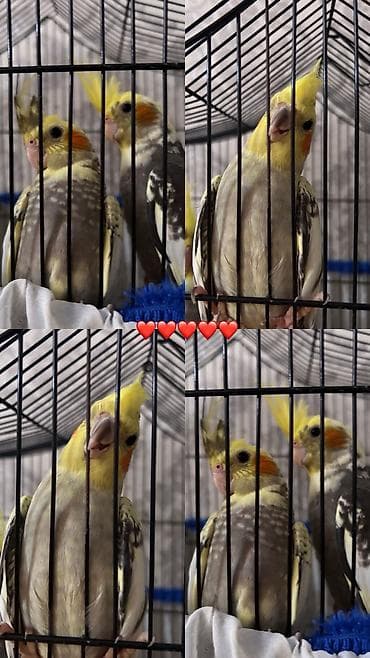 Nymph (Cockatiel) papuqayları – boz-sarı rəng çaları, yanaqlarda