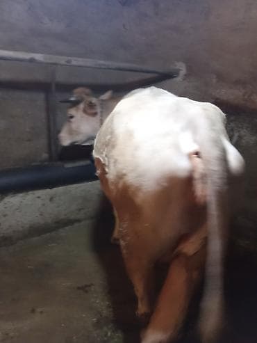 keçi satışı: İnek satılır bir qarın dogmuş duye balası ile — 2