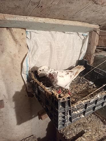 it sekilleri afcarka: Cins: Göyərçin ( qırmzı çil erkəy)xaiş edrəm real alclar narhat — 2