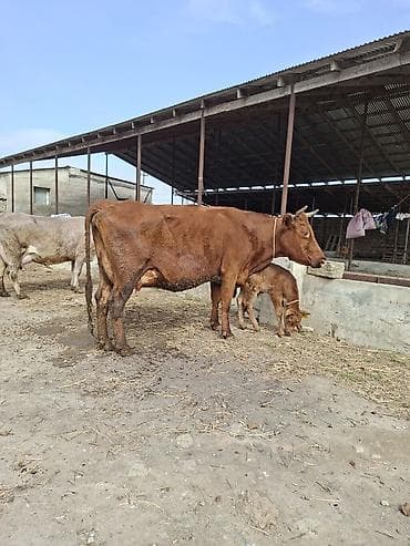 ucuz inek: 25 litir sud verir 4cu qarni erkey balasi var 12 gundu dogub — 4
