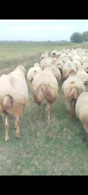 bakida cins ineklerin satisi: Dişi, il: 1, 50 kq, Damazlıq, Ünvandan götürmə — 7