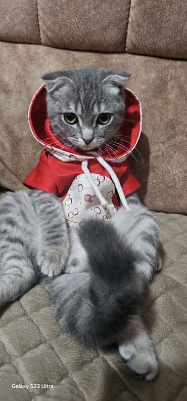 Şotland, Dişi, Yaxşı əllərə, Ünvandan götürmə, Ödənişli çatdırılma