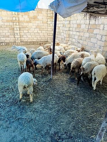 balaken heyvan satisi: 35 baş quzulu qarışıq heyvanlar satılır — 8