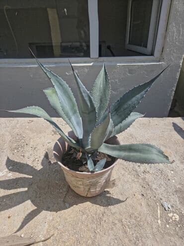 декор дерево: Bu, qabda yetişdirilmiş agava bitkisidir, yaşıl rəngli sərt, uclu — 3