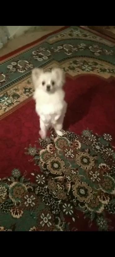 balaca pisik satisi: Şpitz, Peyvəndli — 2