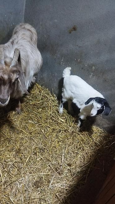 ağ karella: Ana keçi və balası - Növ: yerli keçi ikisi birlikde satilir ana ve — 3