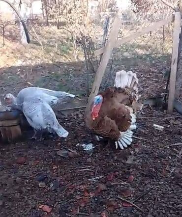 qaz cuceleri: Dişi, Kanada, Yumurtalıq, Ödənişli çatdırılma — 10