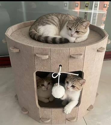 ev pişik adları: Домик - когтеточка
Dırnaq itiləyən evcik — 5