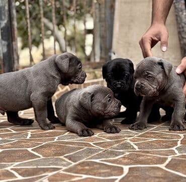 кане корсо цена: Kane-Korso — 11