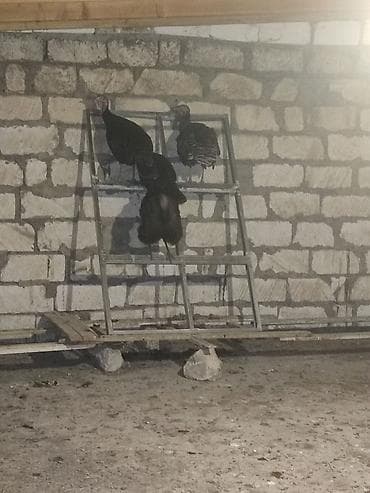 Erkək, Yumurtalıq, Ünvandan götürmə