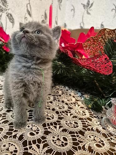 heyvan sahiblendirme: Britan — 5