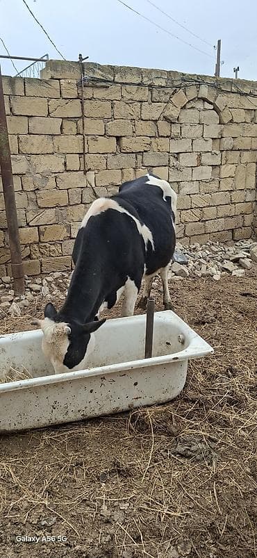 i̇ney: Dişi, Holsteyn, il: 3, 600 kq, Südlük, Ünvandan götürmə — 3