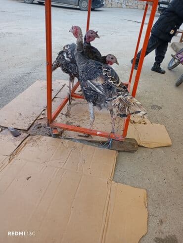 Hinduşka (hindi) quşları məhdud sayda var klosu16 manatdır -