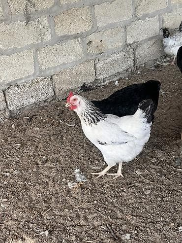 hind guşu: Məhsul: Hinduşkalar 3aylıq (dişi erkək)-15 ədəd:1 ədədi -25 azn — 5
