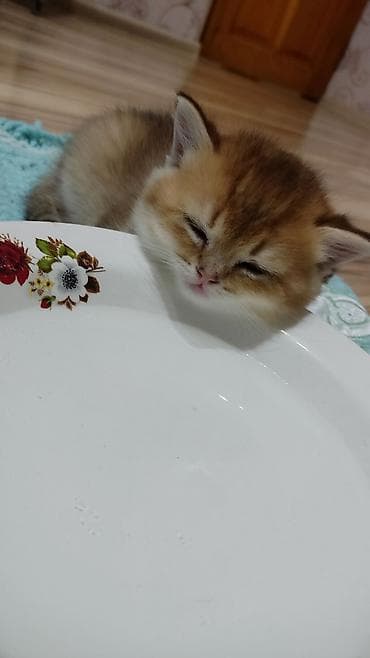 Кошки: Золотая шиншилла, Самец, В добрые руки, Самовывоз — 5