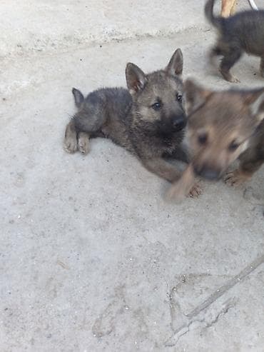1 ay, Erkek, Ödənişli çatdırılma — 5
