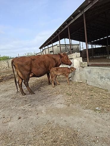 25 litir sud verir 4cu qarni erkey balasi var 12 gundu dogub