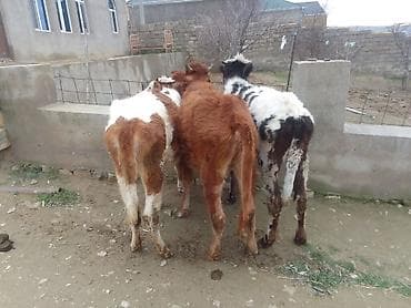 Собаки: Теленок, Самка, месяцев: 1, 100 кг, Для разведения, Для молока, Для мяса, Самовывоз, Платная доставка — 4