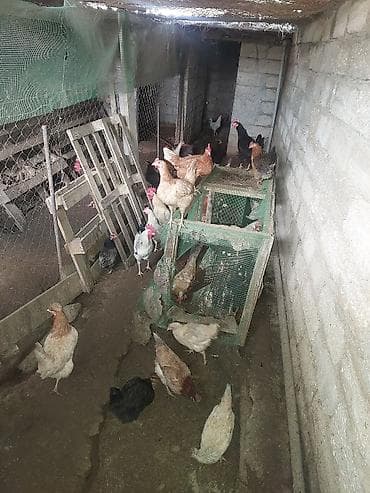 kend toyuqlari satisi: Toyuq, Damazlıq, Ünvandan götürmə — 2