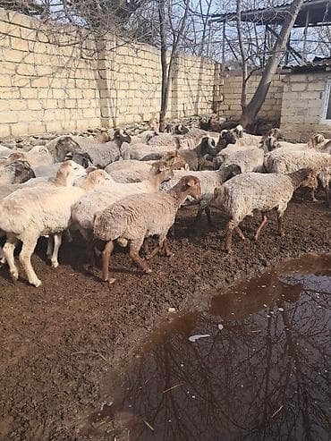 tatarlar qoyunu: Qoyun sürüsü – ət və damazlıq üçün - Növlər: qarışıq yerli və — 5