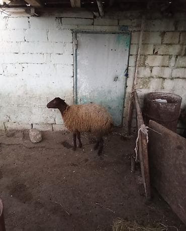 Dişi, il: 1, Damazlıq lalafo.az -da Dişi, il: 1, Damazlıq