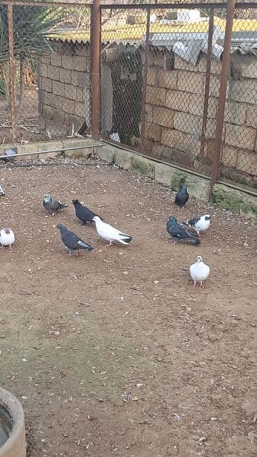 scottish fold qiymeti: Satılır — 6