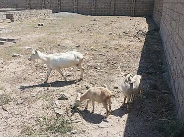 Məhsul: Keçi sürüsü Təsvir: - Şəkillərdə müxtəlif rəng və buynuz lalafo.az -da Məhsul: Keçi sürüsü Təsvir: - Şəkillərdə müxtəlif rəng və buynuz
