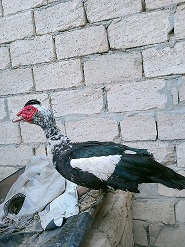 Erkək, | Lal ördək, Damazlıq lalafo.az -da Erkək, | Lal ördək, Damazlıq