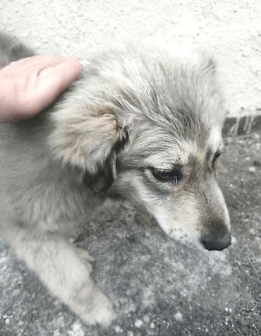 coban itlerin satisi: Pulsuz çatdırılma — 8