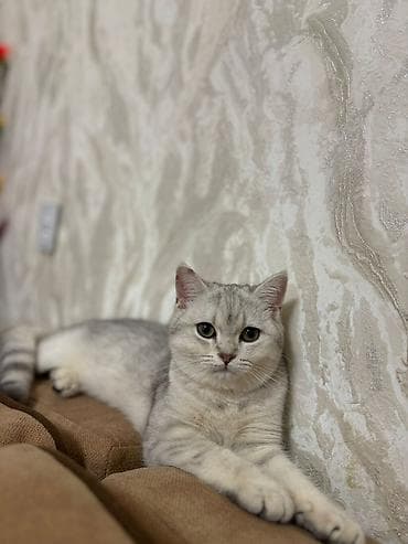 tibet mədəniyyəti: Şinşilla, Dişi, Yaxşı əllərə, Ünvandan götürmə — 2