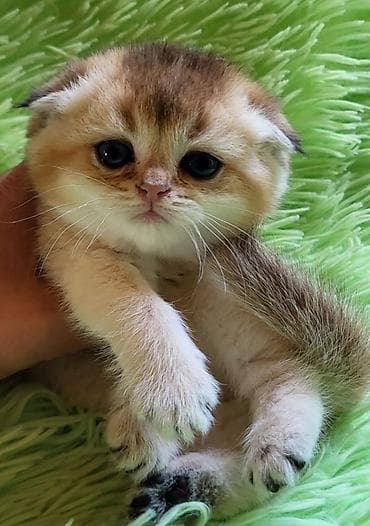 Птицы: Британская — 8