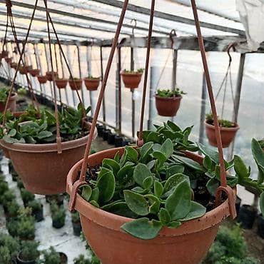 Asma saksıda sukkulentlər - Növlər: yaşıl yarpaqlı və kənarları lalafo.az -da Asma saksıda sukkulentlər - Növlər: yaşıl yarpaqlı və kənarları