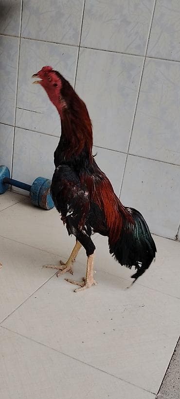 sirin itler: Malay (uşaq) xoruzu - Cins: ehtimalən Malay/oyun tipli uzunboylu — 3