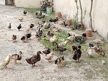 lal ördeyler: Ördek balalar 1 gunluk 3m.1 aylıq 5m.2 aylıq 6n.obşi 140 ədəd — 6