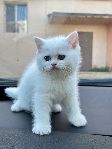 siyamski pişik: Tam ağ tüklü pişik balaları - Cinsi: Shotland & Şinşilla ev — 5