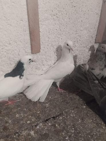 Digər heyvanlar: Ağ rəngli göyərçin - Tamamilə ağ lələklər, zərif uzun quyruq - Zərif — 3