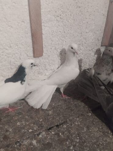 Toyota: Ağ Erkəy 18 Tük — 3