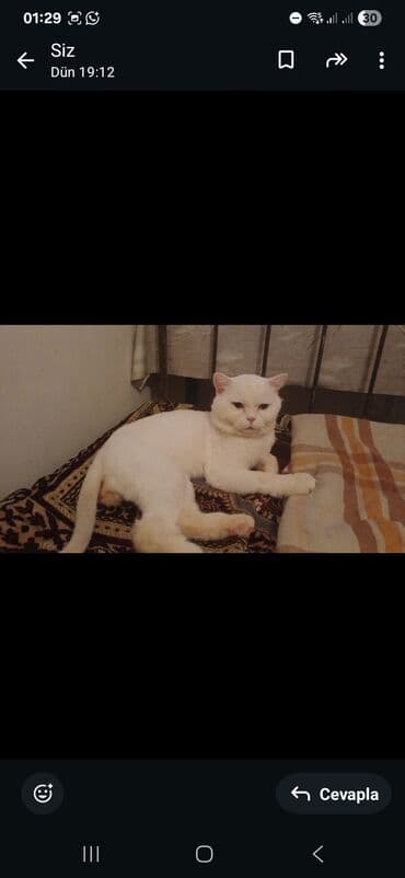 Gəmiricilər: Erkək — 5