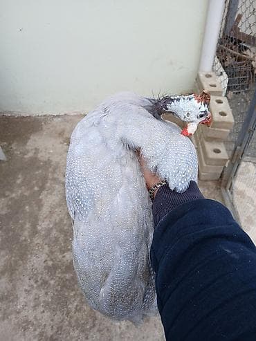 Qiymət elə belə yazlıb barter olunur heyratı beçə və s 2 xoruz var