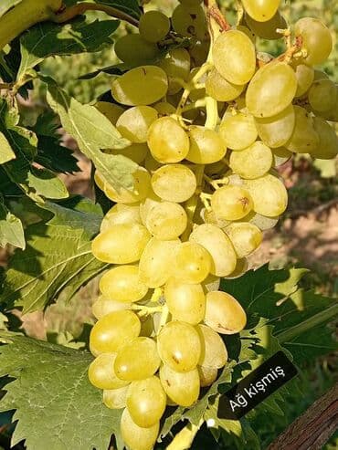 Чай, кофе, напитки: Məhsul: Avatar kişmişi (uzun, barmaq formalı qara üzüm sortu) - — 8