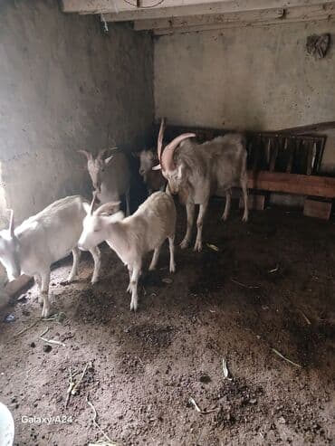 sort keciler: Qoyun-quzu deyil, saf keçi sürüsü təqdim olunur. - Növ: Yerli — 1