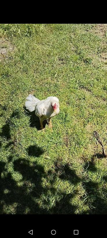 ucuz gullər: Salam aleykum gördünüz hevan 8 alıqıdı hələ ayılımıyıb cidi alıcı — 3