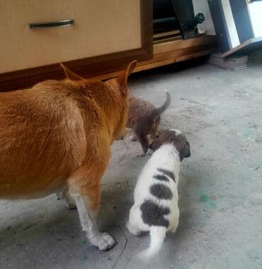 itlərə verilən adlar: 2 ay, Dişi, Ünvandan götürmə — 7