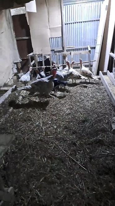 keci seki: Hinduşka sürüsü satılır – müxtəlif rəng və ölçülərdə. Şəkillərdə həm — 5