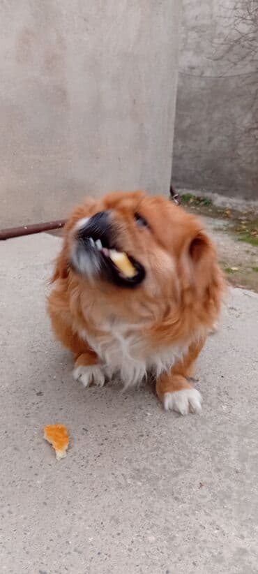 Digər heyvanlar: Pekines — 2