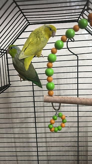 ucuz papuqay satisi: Məhsul: Kiçik paraket/forpus cütü Təsvir: - Növ: Cırtdan papuqay — 3